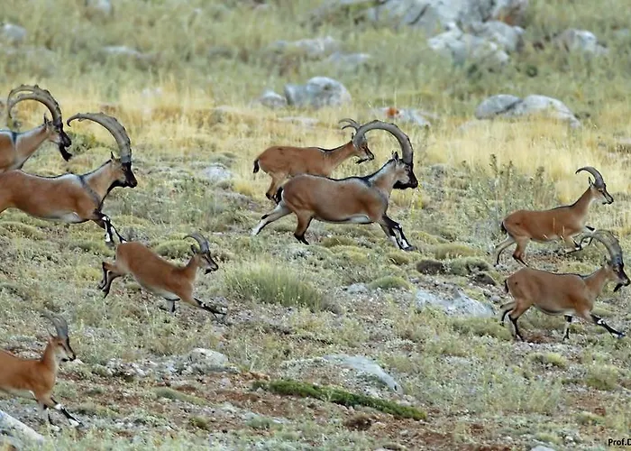 Taurus Privatunterkunft Cukurbag (Nigde)